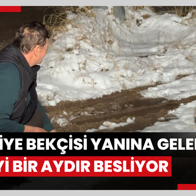 Şantiye bekçisi yanına gelen tilkiyi bir aydır besliyor