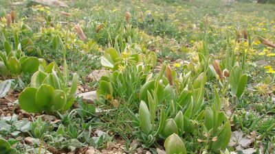 Coğrafya öğretmeni keşfetti