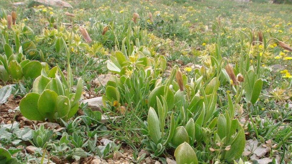 Coğrafya öğretmeni keşfetti