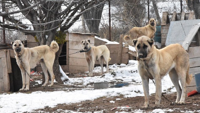 Kangallar geciken kışlıklarını giydi