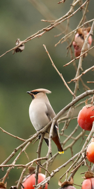  Uzun süredir peşindelerdi... Görüntülendi