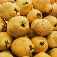 Ayvanın faydaları ve zararları