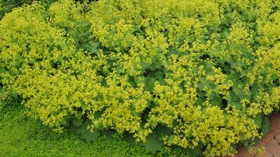 Aslan Pençesi bitkisi faydaları ve zararları