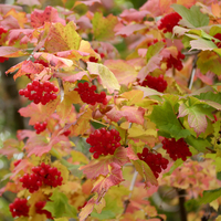 Gilaburu suyu faydaları