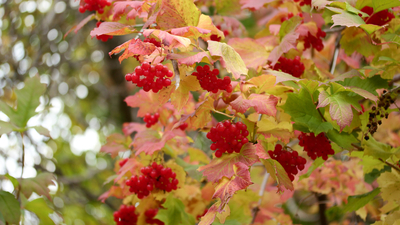 Gilaburu suyu faydaları