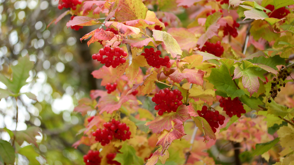 Gilaburu suyu faydaları