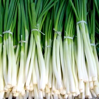 Yeşil soğanın faydaları neler?