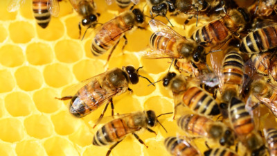 Arı Sokmasına Ne İyi Gelir