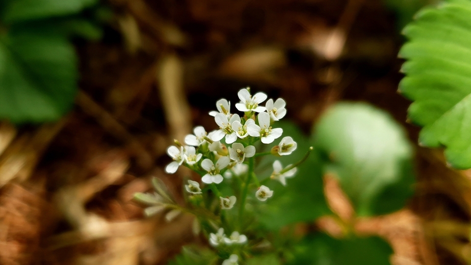 Çobançantası otu nedir?
