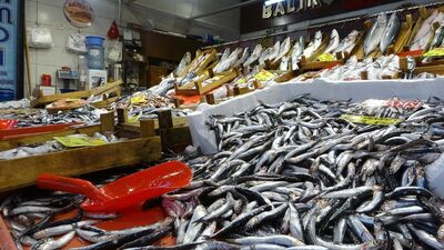 Hamsi, lüfer, mezgit tezgahlarda kaç lira?