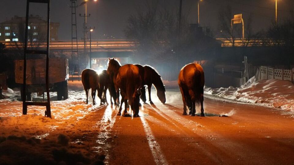 Aç kalan atlar şehir merkezinde