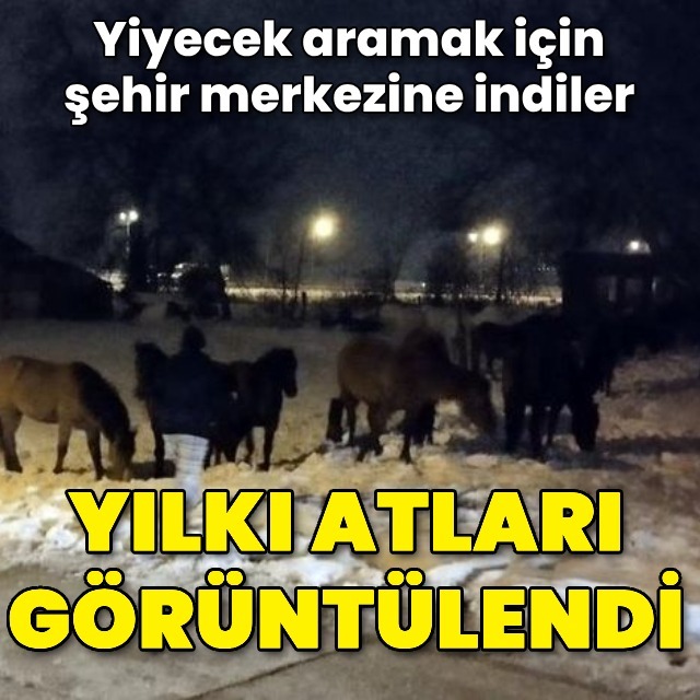 Aç kalan atlar şehir merkezinde