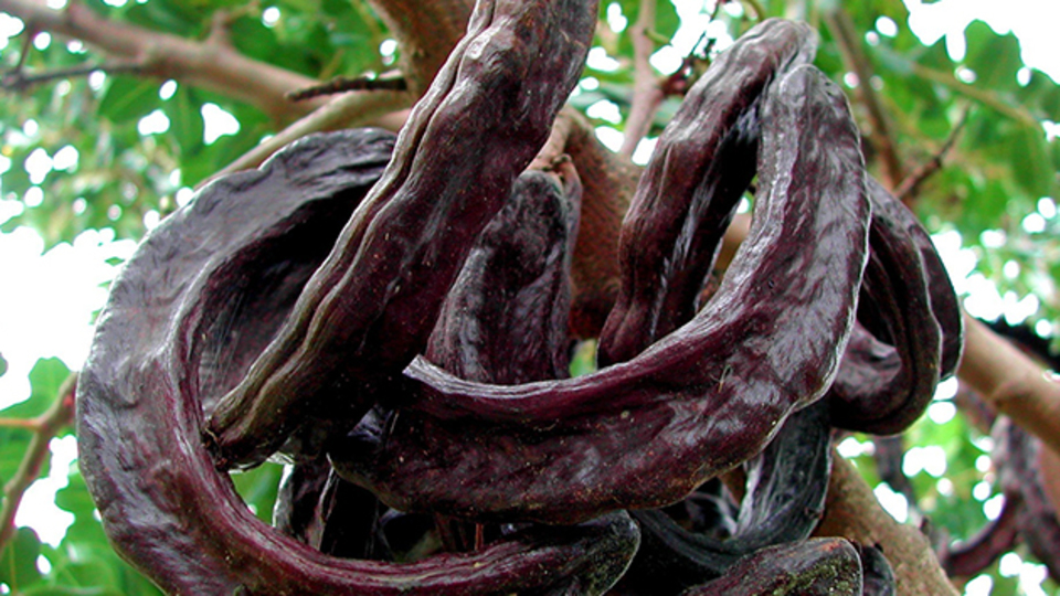 Keçiboynuzu faydaları