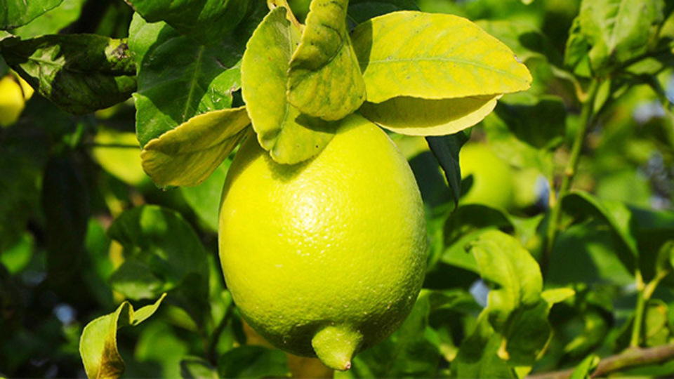 Limon yağı faydaları