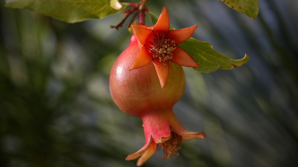 Nar çiçeğinin faydaları ve zararları