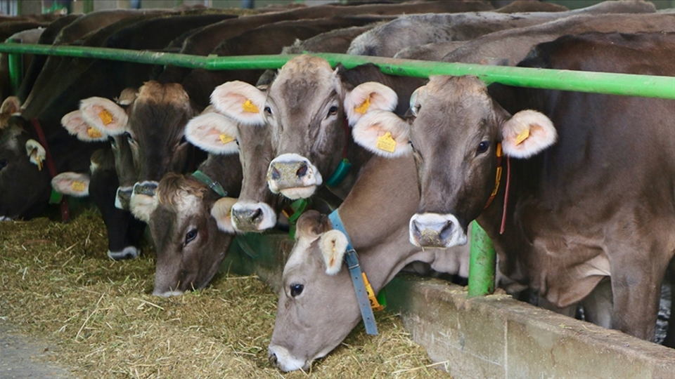 Canlı hayvan ithalatı yüzde 561 arttı