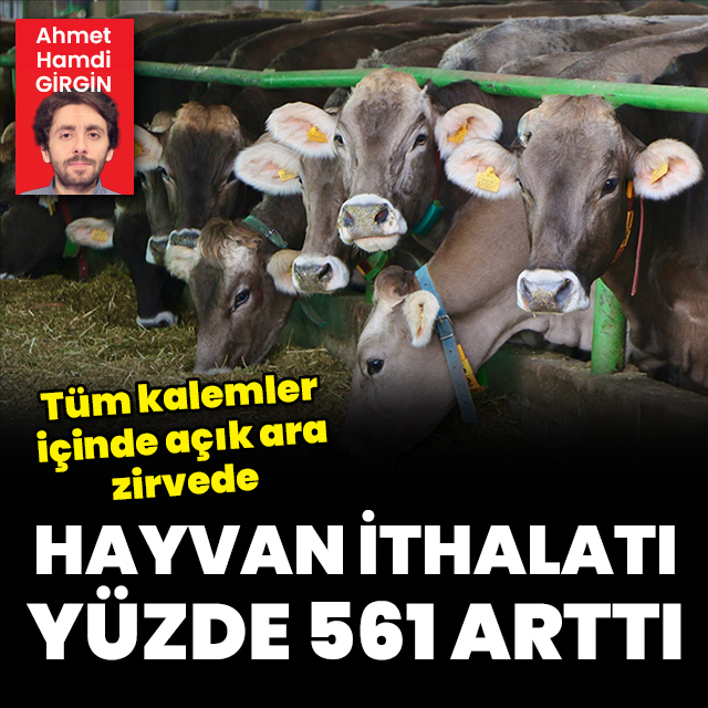 Canlı hayvan ithalatı yüzde 561 arttı