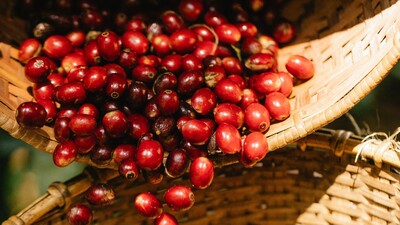 Kızılcık faydaları nelerdir