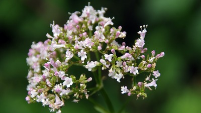 Kedi otu faydaları ve zararları