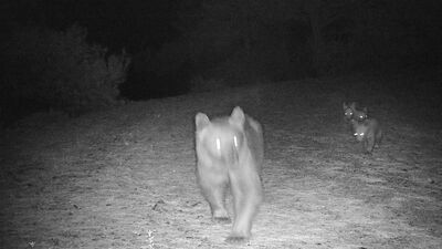 Bozayı ile 3 yavrusu fotokapana yakalandı