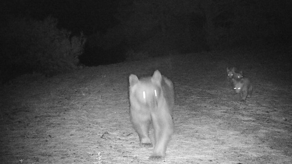 Bozayı ile 3 yavrusu fotokapana yakalandı