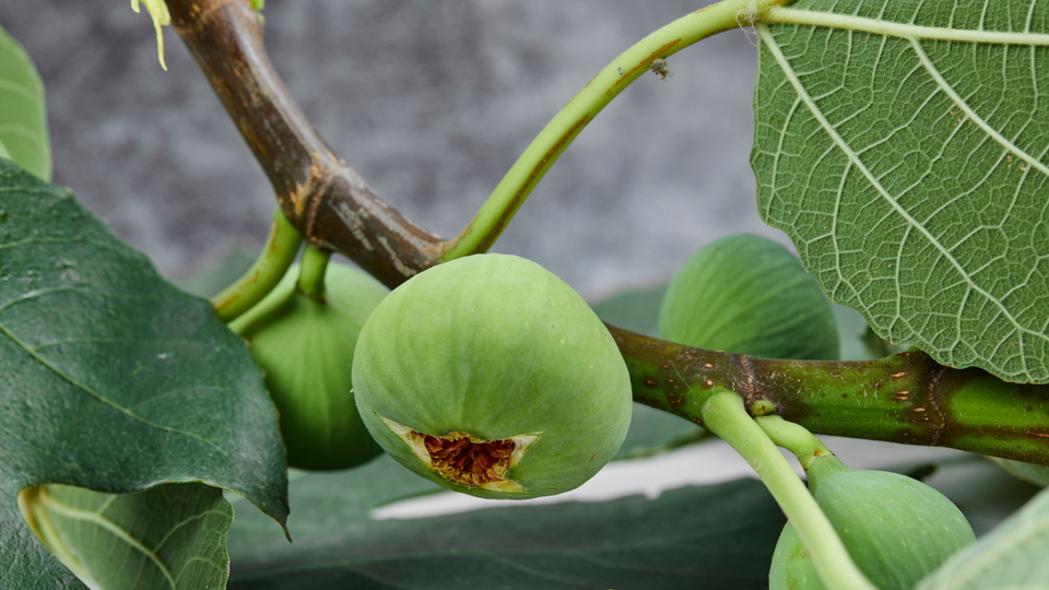 İncir yaprağının faydaları nelerdir