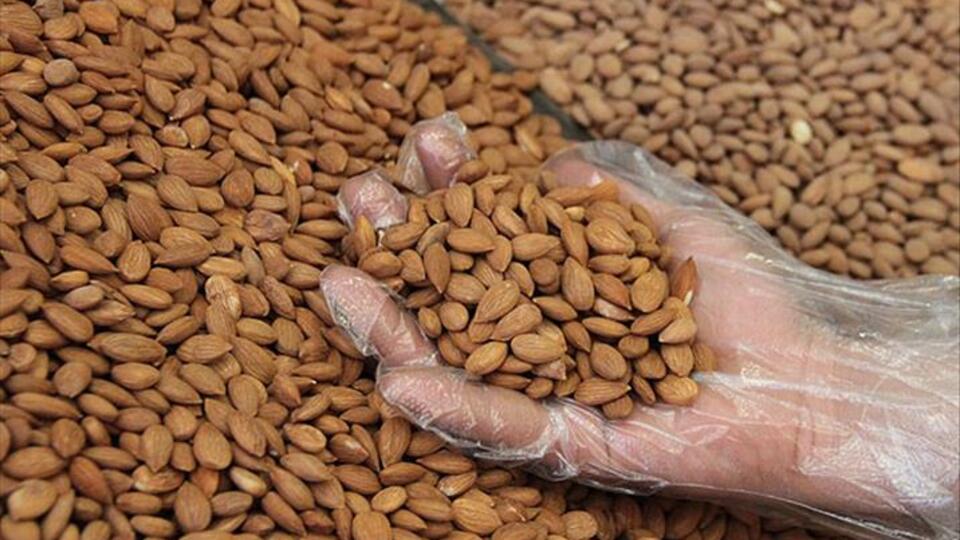 Kayısı çekirdeği saça faydaları