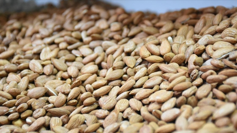 Kayısı çekirdeği yağı yüze faydaları