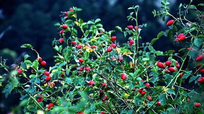 Kuşburnu faydaları nelerdir?
