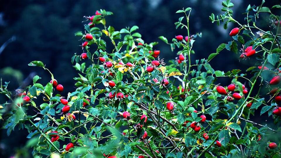 Kuşburnu faydaları nelerdir?