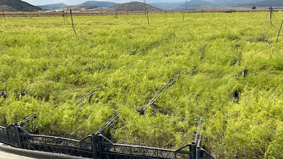 Kuşkonmaz faydaları nelerdir?