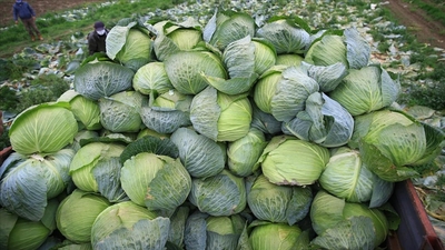 Lahananın faydaları