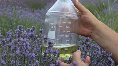 Lavanta yağı faydaları