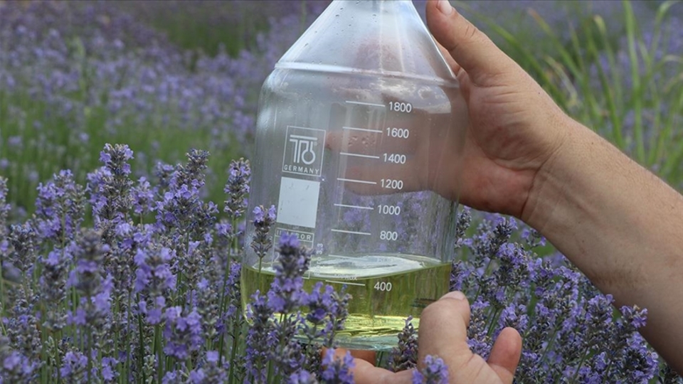 Lavanta yağı faydaları