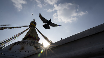 Güvercin 8 ay sonra serbest bırakıldı