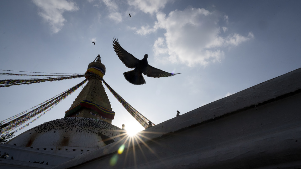 Güvercin 8 ay sonra serbest bırakıldı