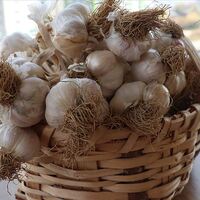 Sarımsağın faydaları