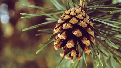 Kozalak macunu faydaları