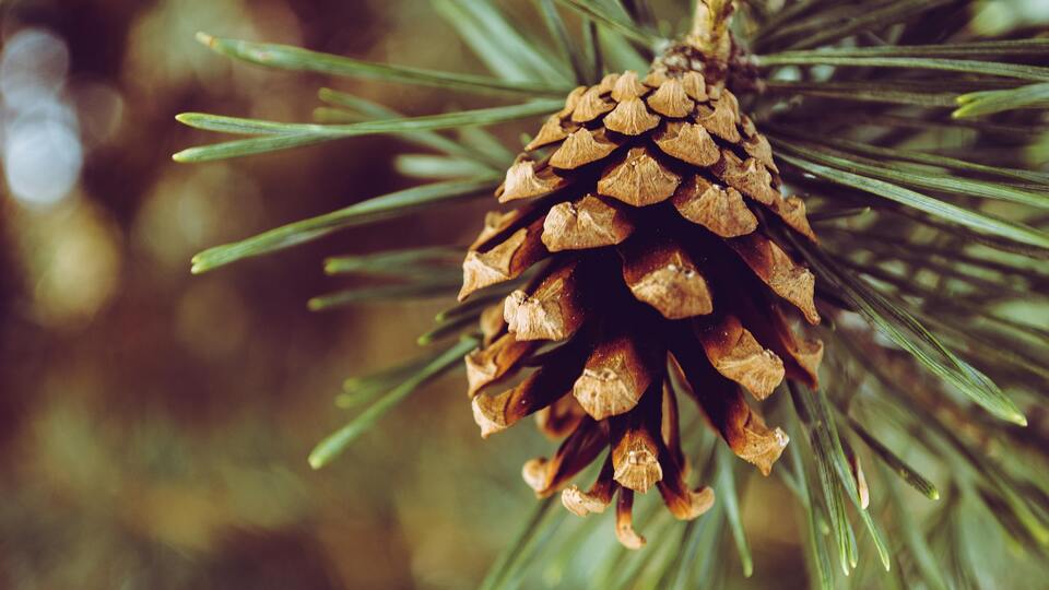 Kozalak macunu faydaları