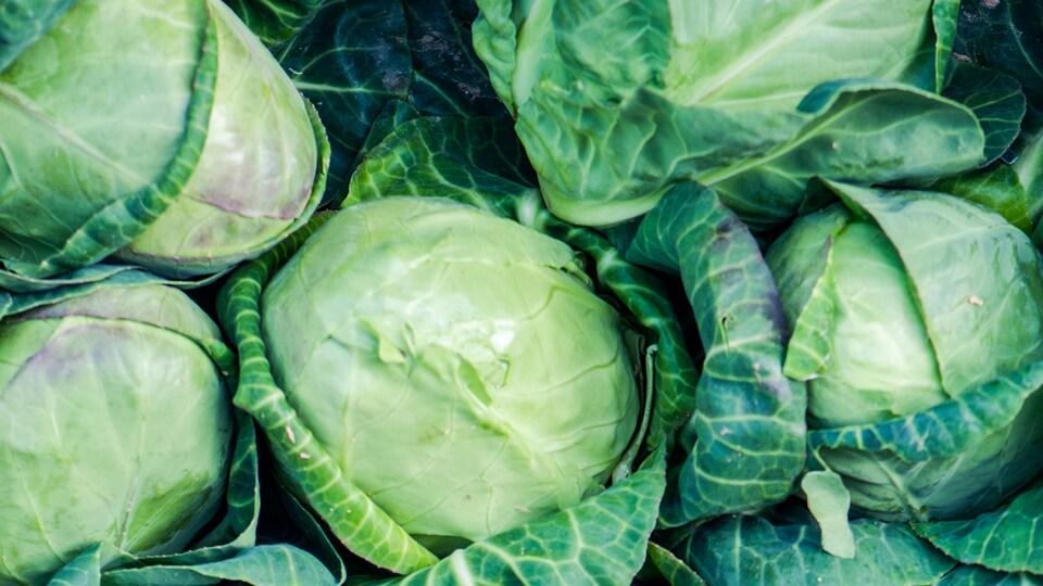 Lahana suyunun faydaları