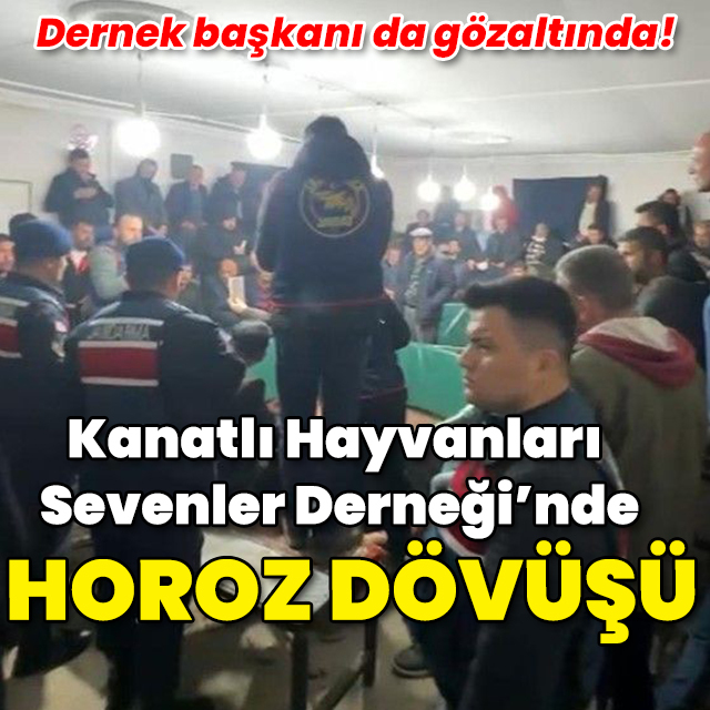 Kanatlı Hayvanları Sevenler Derneği'nde horoz dövüşü!