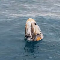 Gezeravcı Dünya'ya indi!