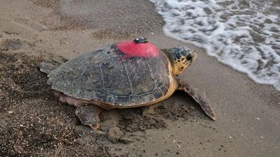 Takip edilen 60 deniz kaplumbağasının 56'sından sinyal yok