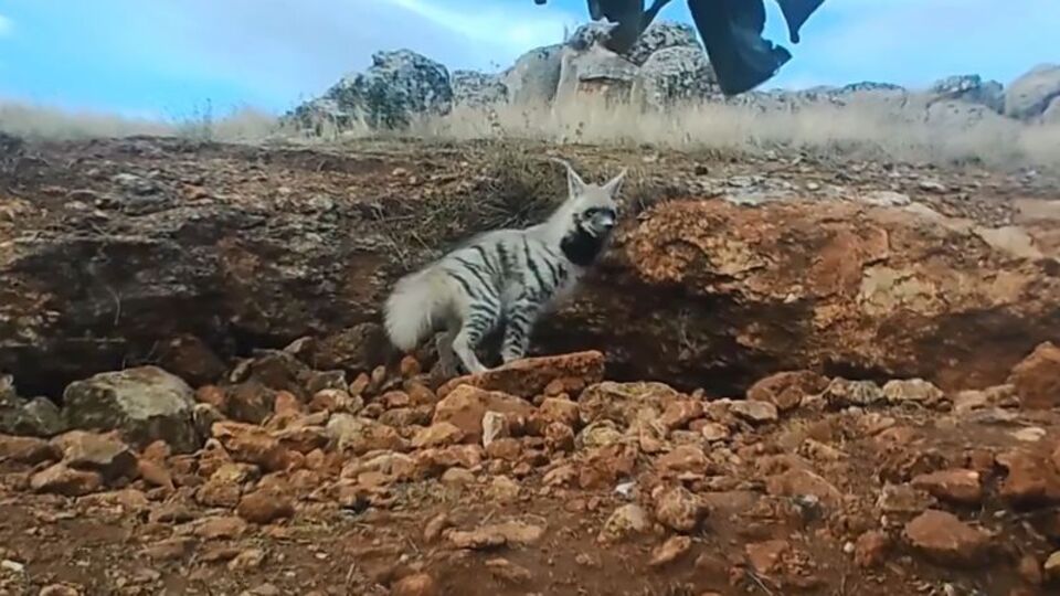 Görüntüleri Bakan Yumaklı paylaştı