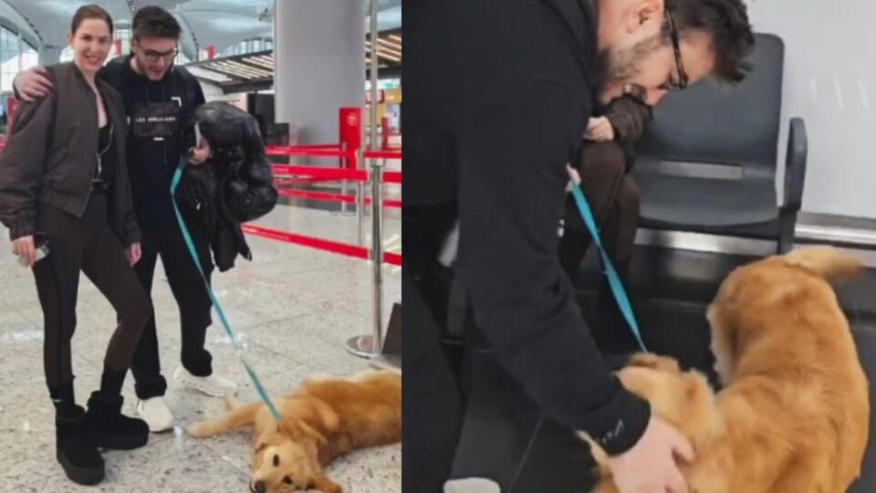 Terk edilen köpeğin uçuş gönüllüsü oldu