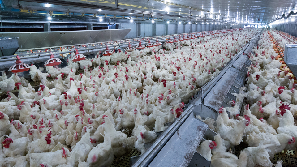 Tavuk dışkısının kokusundan salmonellayı tespit edebilen "akıllı burun" geliştirildi