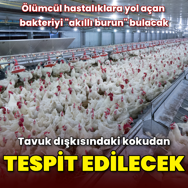 Tavuk dışkısının kokusundan salmonellayı tespit edebilen "akıllı burun" geliştirildi