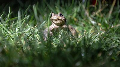 İlginç keşif, kurbağanın bacağında büyüyor