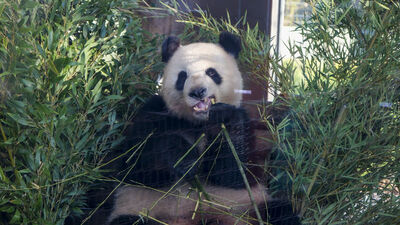 Pandaların kafesine attı, girişi yasaklandı
