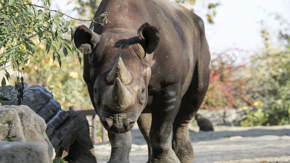 Yıllar sonra eski doğal yaşamlarına kavuştular